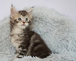 Chaton Maine Coon élevé en famille