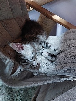 Maine coon qui dort
