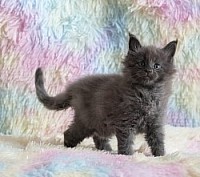 Maine Coon bleu