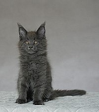 Maine Coon blue