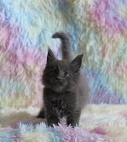Chaton bleu disponible