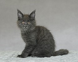 Maine coon parfait