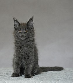 Maine coon avec hyper long typs