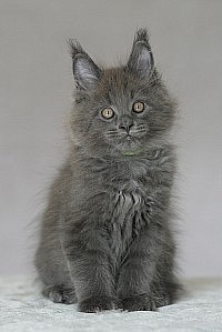 Maine Coon gentil