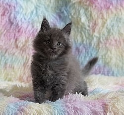 Petit chaton Maine Coon