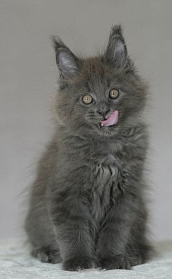 Maine Coon qui tire la langue