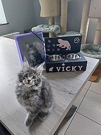 Maine Coon bleu tabby
