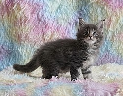 Maine Coon photo studio