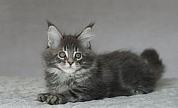 Maine Coon Belgique