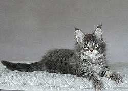 Maine Coon France