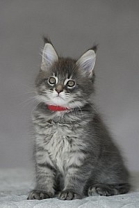 Maine Coon immense