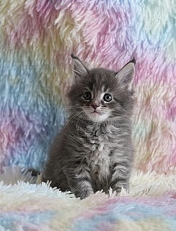 Maine Coon mackerel