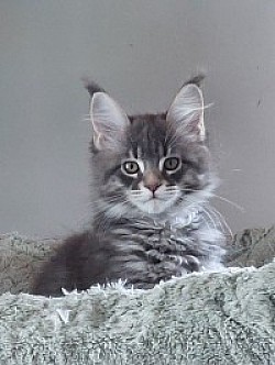 Maine Coon bleu