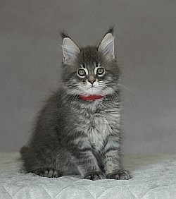 Collier Maine Coon