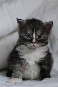 Chaton black smoke et blanc