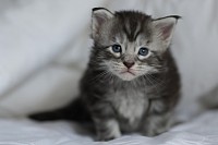 Chaton black silver