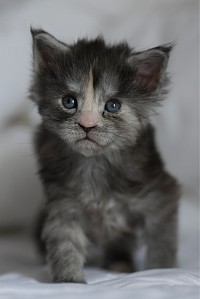 Femelle black smoke tortie