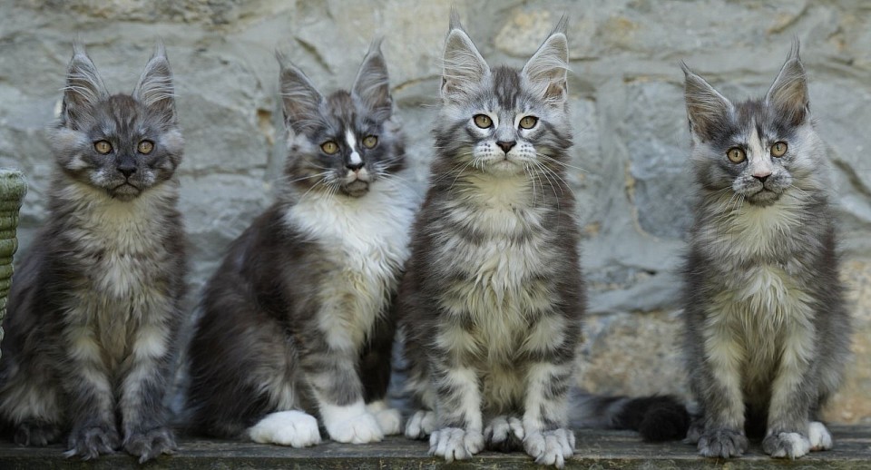 Portée de T’Chipie & Tiki-Waka (20/02/2025)