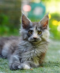 Maine Coon hight smoke