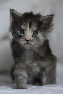 Maine Coon smoke