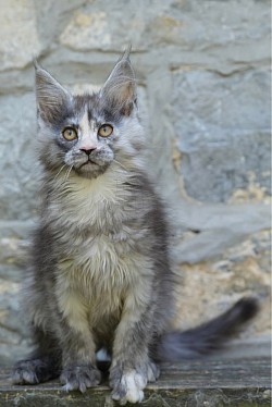 Photo Maine Coon