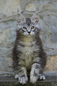 Maine Coon chaton
