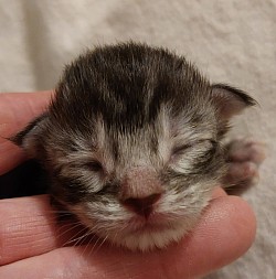 Chaton Maine Coon à la naissance