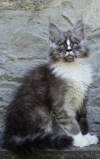Maine Coon black smoke et blanc