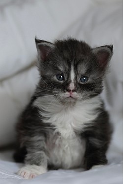 Chaton black smoke et blanc