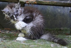 Maine coon et blanc