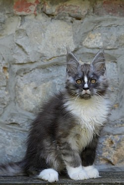 Maine coon dehors