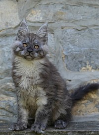 Maine Coon Black smoke