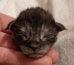 Tête Maine Coon naissance