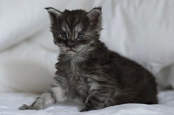 Maine Coon Black smoke