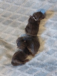 Portée de chaton bleu