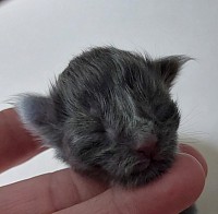 Chaton femelle bleue