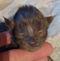Femelle Maine Coon bleu