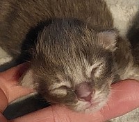 Chaton Maine Coon bleu tabby