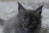 Chaton femelle bleue
