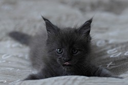 Maine Coon disponible
