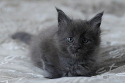 Maine Coon à vendre