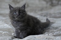 Femelle Maine Coon bleu