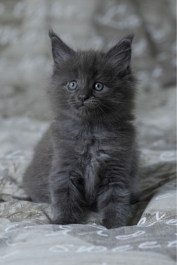 maine coon bleu dispo