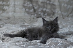 Maine coon bleue
