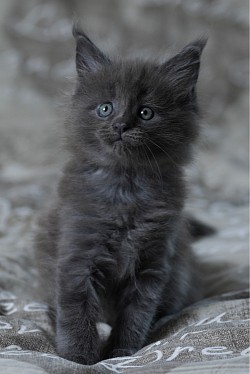 Maine coon en vente