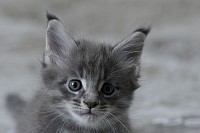Chaton Maine Coon bleu tabby