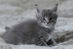 Maine Coon mâle disponible