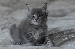 Maine Coon mâle à vendre