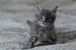 Maine Coon mâle dispo