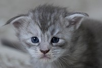 Femelle bleue silver tortie disponible